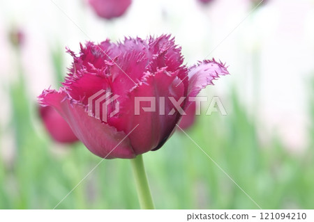 Close up of a double tulip flower on a spring day, natural sunlight. 121094210