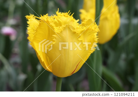 Close up of tulip flowers, Altered color scheme. Bright colorful background. 121094211