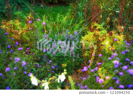 Overgrown garden with various plants. Lush green backyard with red flowering bushes and bright purple blooms. Different herbs and wild flowers growing in a park. Vibrant nature scene with copy space 121094250