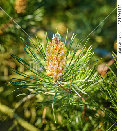 Closeup of a red pine tree branch growing in an evergreen boreal forest. Coniferous forest plant in spring on a sunny day against a blurred background. Norway pine needle indigenous to North America Closeup of a red pine tree branch growing in an evergreen boreal forest. Coniferous forest plant in spring on a sunny day against a blurred background. Norway pine needle indigenous to North America 121094333