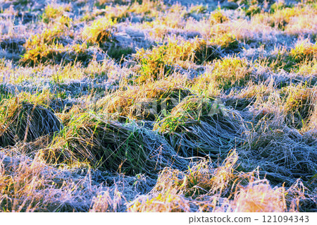 Closeup of overgrown green grass growing on a marsh or swamp in Norway. Textured background of an uncultivated bog and wetland in a remote area. Wild plant life creeping and covering a damp ground 121094343