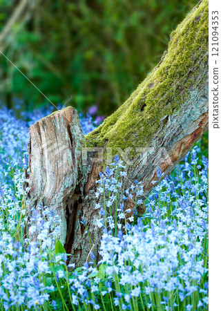 Blue forget me nots growing at the base of a tree in a beautiful summer forest. A scenic view of small perennials in an evergreen forest with fresh green in lush foliage against a natural background Blue forget me nots growing at the base of a tree in a beautiful summer forest. A scenic view of small perennials in an evergreen forest with fresh green in lush foliage against a natural background 121094353