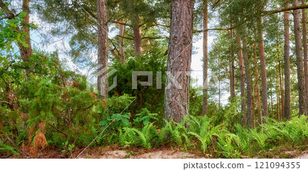 Beech trees growing in a remote uncultivated forest, meadow or countryside in Norway. Overgrown, lush, green woods in quiet, serene, tranquil, calm, zen landscape. Discovering peace in mother nature 121094355