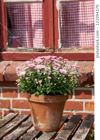 Beautiful pink daisies also known as Bellis perennis in a flowerpot on a garden table outside a window of a house or cafe background. Blooming flowers standing outside on balcony or patio in spring 121094370