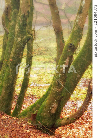 Moss growing on big old tree with fallen leaves in a forest or jungle outside on a misty cold day in autumn. Landscape of environment and vegetation going through natural seasonal change in the woods Moss growing on big old tree with fallen leaves in a forest or jungle outside on a misty cold day in autumn. Landscape of environment and vegetation going through natural seasonal change in the woods 121094372