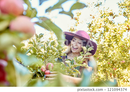 Young joyful woman picking apples from a tree. Cheerful female grabbing fruits in an orchard during harvest season Fresh red apples growing on a farmland. Farmer harvesting fruit from trees on a farm Young joyful woman picking apples from a tree. Cheerful female grabbing fruits in an orchard during harvest season Fresh red apples growing on a farmland. Farmer harvesting fruit from trees on a farm 121094374
