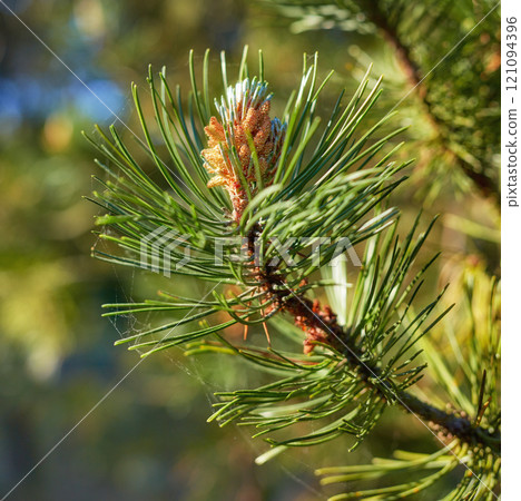 Scotch pine Pinus sylvestris male pollen flowers on a tree growing in a evergreen coniferous forest in Denmark. Flowers growing on a pine tree branch. Closeup of needles and bud on a twig in nature 121094396