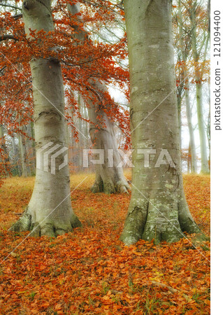 A scenic forest in autumn. Colorful orange gold, yellow and red leaves on the ground and trees in a mysterious woods during fall season. Tree trunks surrounded by fallen dried leaves in a woodland A scenic forest in autumn. Colorful orange gold, yellow and red leaves on the ground and trees in a mysterious woods during fall season. Tree trunks surrounded by fallen dried leaves in a woodland 121094400