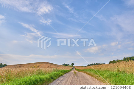 Copyspace on blue sky background with clouds on the horizon and dirt road pathway between a wheat field in Sweden. Journey through a calm and picturesque landscape on lush pastures in the countryside 121094408