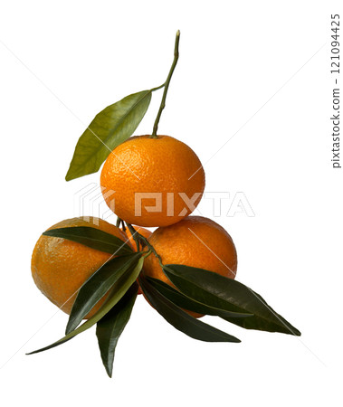 Mandarin isolated. Citrus branch without background. Fresh, tropical food. Superfood, orange fruit Mandarin isolated. Citrus branch without background. Fresh, tropical food. Superfood, orange fruit 121094425