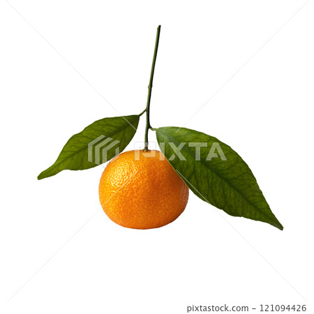 Citrus branch without background. Mandarin isolated. Fresh, summer fruits. Superfood. Vitamin C. Citrus branch without background. Mandarin isolated. Fresh, summer fruits. Superfood. Vitamin C. 121094426