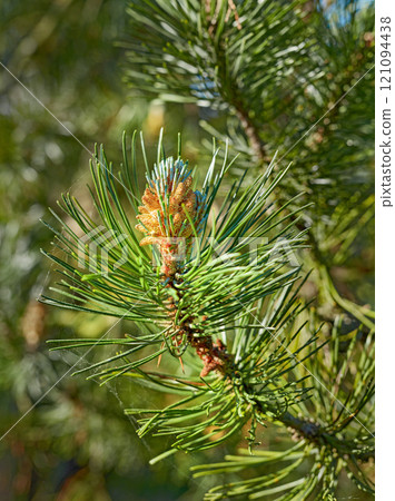 Closeup of a pine tree branch growing in a nature park or garden. Coniferous forest plant in spring on blur background. Pollen cone on the tip of a tree in summer. Indigenous Norway pine needle plant 121094438