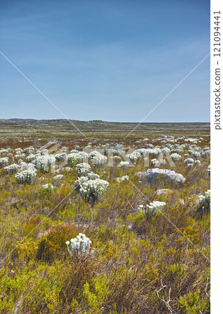 Fynbos in Table Mountain National Park, Cape of Good Hope, South Africa. Scenic landscape with fine bush indigenous plant and flower species growing in nature with blue sky background and copyspace 121094441