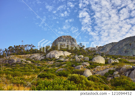 Fynbos in Table Mountain National Park, Cape of Good Hope, South Africa. Closeup of scenic landscape environment with fine bush indigenous plant and flower species growing in a nature reserve Fynbos in Table Mountain National Park, Cape of Good Hope, South Africa. Closeup of scenic landscape environment with fine bush indigenous plant and flower species growing in a nature reserve 121094452