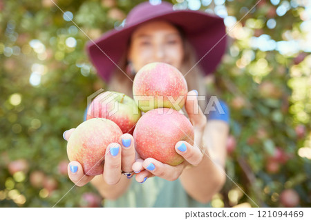 Closeup of a female holding apples outside on a farmer. Woman selling fruit at a market in town. Autumn harvest at an agriculture festival. Eco friendly products in a warm atmosphere. Closeup of a female holding apples outside on a farmer. Woman selling fruit at a market in town. Autumn harvest at an agriculture festival. Eco friendly products in a warm atmosphere. 121094469