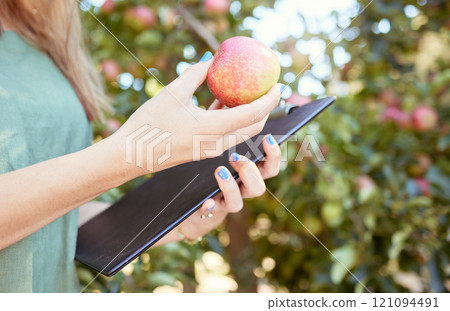 Closeup of female farm worker holding an apple and a notepad on a fruit farm during harvest season. Caucasian female farmer between apple trees on a sunny day. 121094491