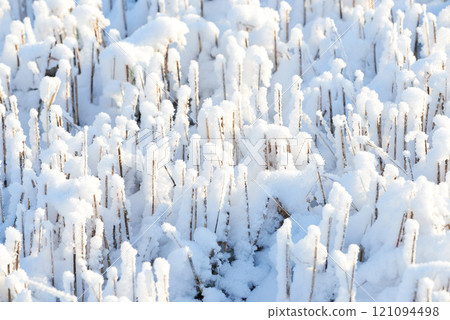 Icy ground covered in white snow on a winter morning. Frozen twigs and leaves in frost. Frosty grass growing in cold weather a park or forest. A snowfall in the woods. Frozen early morning in nature 121094498