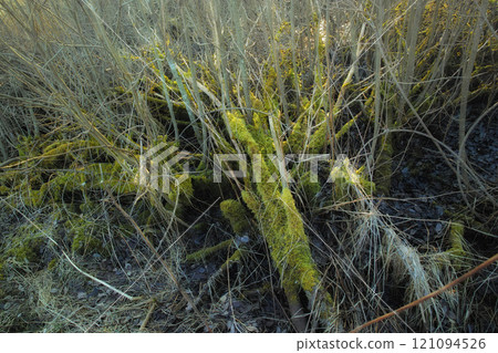Closeup of vibrant green moss growing on a fallen branch in an empty Denmark swamp in early spring. Macro view detail of textured algae spreading, covering a tree bark in a remote nature landscape 121094526