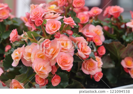 Close up of pink begonia flowers showing their textures, patterns and details in a flower 121094538