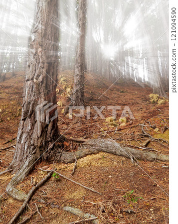 Sun rays and sunbeams shining through trees in the woods and forest during an outdoor hike. Exploring mother nature on an adventure during the day. Heaven concept in a remote landscape with copyspace 121094590