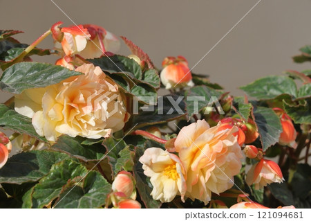 Close up of pink begonia flowers showing their textures, patterns and details in a flower pot Close up of pink begonia flowers showing their textures, patterns and details in a flower pot 121094681