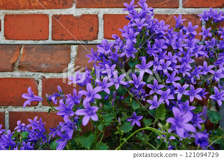 Bunch of purple bellflowers blooming outside against red brick wall. Beautiful floral plants with green leaves growing in a garden or backyard. Many small colorful lilac or violet blossoms in spring Bunch of purple bellflowers blooming outside against red brick wall. Beautiful floral plants with green leaves growing in a garden or backyard. Many small colorful lilac or violet blossoms in spring 121094729
