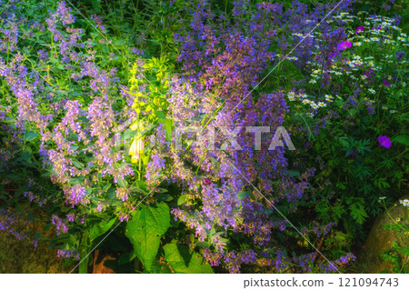 My garden. Beautiful blooming flowers in June. A garden of beautiful purple catnip in the shade with the sun peeping through here and there. Purple catnip plants in a garden are all in bloom. 121094743