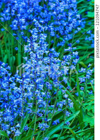 Bluebell Scilla Siberica, blue flowers. Popular landscape plant can be invasive. Squill readily spreads itself and is hardy and cold tolerant. Starry flora often found in wooded areas in early spring 121094747