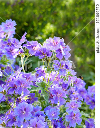 Meadow geranium flowers in a green forest in summer. Purple plants growing in a lush botanical garden in spring. Beautiful violet flowering plants budding in its natural environment in the summertime 121094750