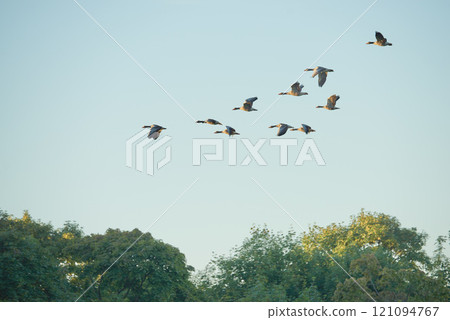 Flock of geese or ducks migrating and flying in formation together against blue sky with copyspace. A united group of avian wildlife in flight, searching for open water and food habitat. Duck hunting 121094767