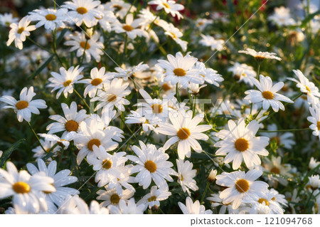 A flowerbed of daisies growing in green park or nature reserve. Marguerite perennial flowering plants in a leafy shrub blooming in the sunlight. beautiful decorative white blossoms in a flower garden A flowerbed of daisies growing in green park or nature reserve. Marguerite perennial flowering plants in a leafy shrub blooming in the sunlight. beautiful decorative white blossoms in a flower garden 121094768