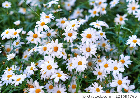 Top view of daisy flowers growing in green nature reserve in summer. Marguerite perennial flowering plants on a grassy lawn in spring from above. Beautiful white flowers blooming in a backyard garden Top view of daisy flowers growing in green nature reserve in summer. Marguerite perennial flowering plants on a grassy lawn in spring from above. Beautiful white flowers blooming in a backyard garden 121094769