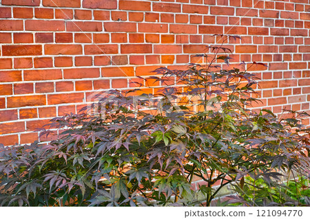 My garden. Red brick wall background with flowers. Bush climbing flower on a brick wall background, artificial flowers dcor. Besides of home flower garden. Portrait image of plants and flowers. My garden. Red brick wall background with flowers. Bush climbing flower on a brick wall background, artificial flowers dcor. Besides of home flower garden. Portrait image of plants and flowers. 121094770