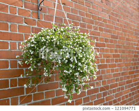 White lilies growing in pots in a backyard in summer. Lilium blooming in hanging planters at a botanical garden in spring. Lily flowers budding in a park. Flora flourishing in holders in a yard 121094771