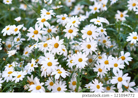 Chamomile daisy flowers growing on a field or botanical garden in nature during spring outdoors. White marguerite or common english daisies blooming on a meadow. Beauty in nature of lush environment 121094772