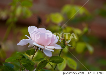 My garden. beautiful White magnolia flower on a tree with green leaves and blur background. Blossoming light pink Magnolia flower in a garden with other plants in the background on a sunny day. My garden. beautiful White magnolia flower on a tree with green leaves and blur background. Blossoming light pink Magnolia flower in a garden with other plants in the background on a sunny day. 121094780