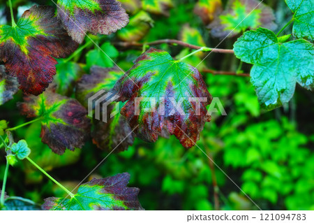 Closeup of drying ivy gourd leaves on a twig and branch outside in a home garden with a bokeh background and copyspace. Coccinia grandis medicinal plant growing in a remote nature field or backyard 121094783