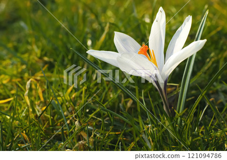 A portrait view lot of white crocus. Soft focus on spring nature with a close-up of white crocus flowers. Nature concept for spring design with place for your text. Meadow landscape with blossoming. A portrait view lot of white crocus. Soft focus on spring nature with a close-up of white crocus flowers. Nature concept for spring design with place for your text. Meadow landscape with blossoming. 121094786