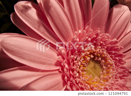 Close-up of a pink daisy flower with natural blurred background. Intentionally shot with extremely shallow depth of field. An angled view of a blooming vibrant daisy flower in a garden in a sunshine. Close-up of a pink daisy flower with natural blurred background. Intentionally shot with extremely shallow depth of field. An angled view of a blooming vibrant daisy flower in a garden in a sunshine. 121094791
