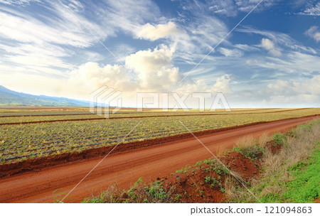 A road on pineapple farm on a cloudy summer day. Dirt path near green plantation outdoors on open land or agricultural land. Countryside where fruit crops are planted and harvested. 121094863