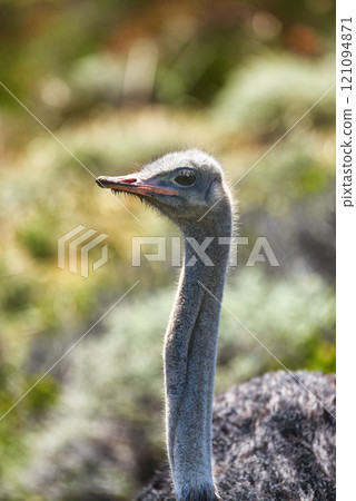 Portrait of common Ostrich in South Africa. Male Ostrich taking its turn guarding nest during dry season in the desert. One animal standing alone in nature. Struthio bird in its natural environment 121094871