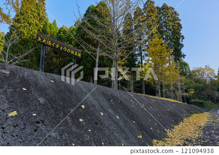 Enjoy the beautiful autumn leaves at Kami-Osako Ginkgo Forest Square Enjoy the beautiful autumn leaves at Kami-Osako Ginkgo Forest Square 121094938