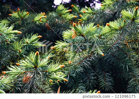 Green saturated spruce branches with blooming cones and needles, shadows Green saturated spruce branches with blooming cones and needles, shadows 121096175
