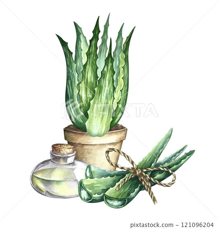 Aloe vera. An aloe vera bush in a pot, cut aloe leaves and a bottle of aloe gel. A hand-drawn watercolor illustration. For labels and packaging of cosmetics, perfumes and pharmaceuticals. Aloe vera. An aloe vera bush in a pot, cut aloe leaves and a bottle of aloe gel. A hand-drawn watercolor illustration. For labels and packaging of cosmetics, perfumes and pharmaceuticals. 121096204