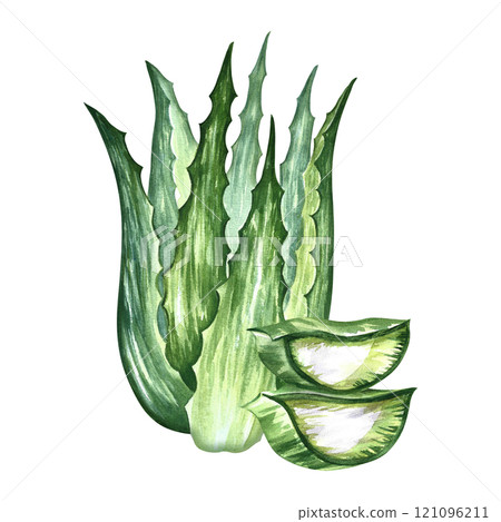 Aloe vera. Aloe vera bush and sliced pieces of aloe. A hand-drawn watercolor illustration. Isolate. For labels and packaging of cosmetics, perfumes and medical products. For stickers and prints. Aloe vera. Aloe vera bush and sliced pieces of aloe. A hand-drawn watercolor illustration. Isolate. For labels and packaging of cosmetics, perfumes and medical products. For stickers and prints. 121096211