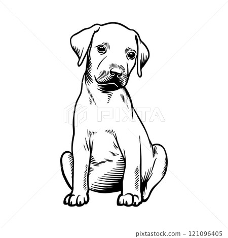 Puppy Rhodesian Ridgeback - Dog Breed, Puppy Breed Vector File, detailed vector 121096405