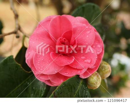 薩贊卡在雨中淋濕 2 121096417