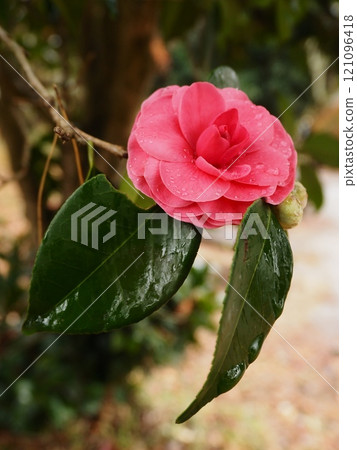 Camellia sasanqua in the rain 3 Camellia sasanqua in the rain 3 121096418