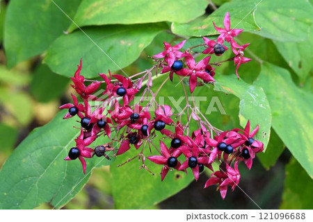 在箕面山上看到的草木果實,紅色萼片和藍色果實形成美麗的對比 在箕面山上看到的草木果實,紅色萼片和藍色果實形成美麗的對比 121096688