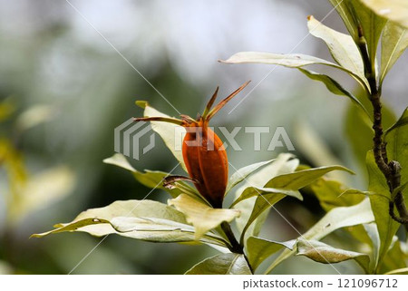 Gardenia fruit is used in herbal medicine and traditional Chinese medicine. The fruit does not open even when ripe, so the name "Gardenia" comes from the fact that it has no opening. Gardenia fruit is used in herbal medicine and traditional Chinese medicine. The fruit does not open even when ripe, so the name "Gardenia" comes from the fact that it has no opening. 121096712